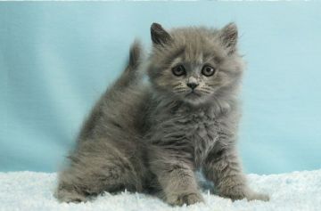 ミヌエット【群馬県・男の子・2021年5月1日・ブルー】の写真「普通足ミヌエットの男の子　人気のブルー」