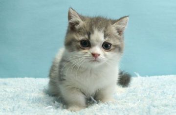 ミヌエット【群馬県・女の子・2021年5月10日・ブルー&ホワイト】の写真「短足ミヌエットの女の子　人気のブルー＆ホワイト」