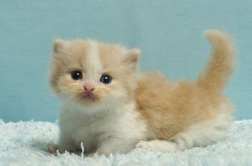 マンチカン(短足)【群馬県・男の子・2021年7月18日・クリーム&ホワイト】の写真「短足マンチカンの男の子　癒し系」