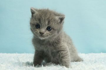 マンチカン(長足)【群馬県・女の子・2020年12月11日・ブルー】の写真「普通足マンチカンの女の子　人気のブルー」