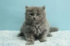 マンチカン(長足)【群馬県・男の子・2020年12月25日・ブルー】の写真1