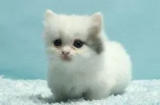 ミヌエット【群馬県・女の子・2020年9月25日・ブルー&ホワイトバン】の写真1