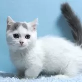 ミヌエット(短足)【群馬県・男の子・2024年1月6日・ブルー&ホワイトバン】の写真1