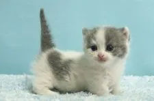 マンチカン(短足)【群馬県・女の子・2020年12月11日・ブルー&ホワイト】の写真1