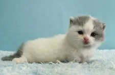 マンチカン(短足)【群馬県・女の子・2021年11月3日・ブルー&ホワイトバン】の写真1