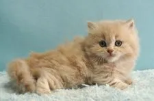 ミヌエット【群馬県・男の子・2021年10月30日・クリーム】の写真1