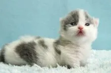 ミヌエット【群馬県・女の子・2021年10月18日・ブルー&ホワイト】の写真1