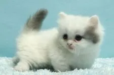 ミヌエット【群馬県・女の子・2020年9月25日・ブルー&ホワイトバン】の写真3