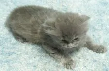 ミヌエット【群馬県・女の子・2020年9月1日・ブルー】の写真4