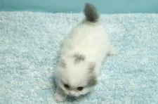 ミヌエット【群馬県・女の子・2020年9月25日・ブルー&ホワイトバン】の写真4