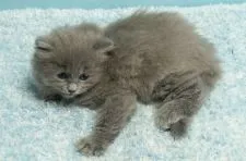 マンチカン(長足)【群馬県・男の子・2020年12月25日・ブルー】の写真4