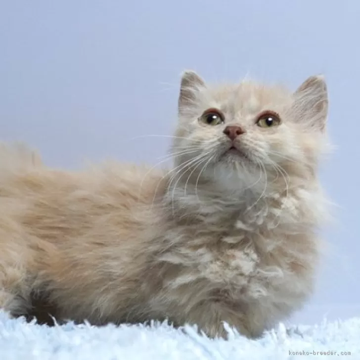 ID:2505-01102の子猫