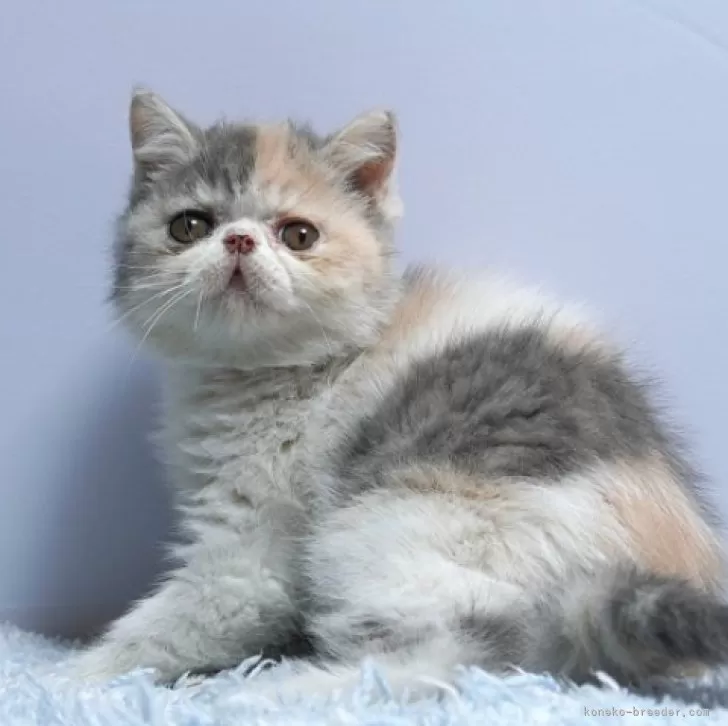 ID：2412-01185の子猫