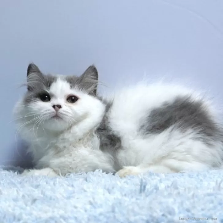 ミヌエット(短足)【群馬県・女の子・2025年6月27日・ブルー&amp;ホワイト】の写真1