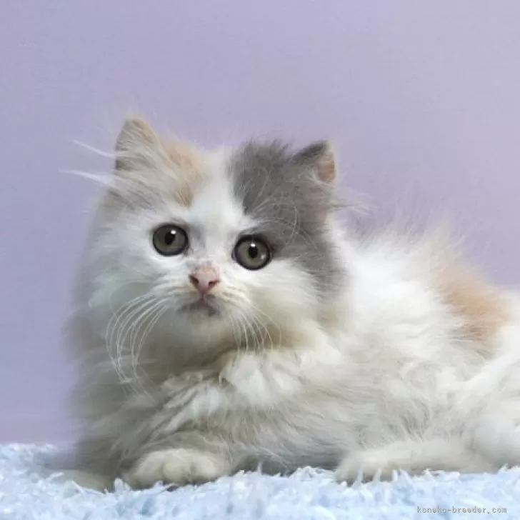 ミヌエット(短足)【群馬県・女の子・2025年9月23日・ダイリュートキャリコ】の写真1