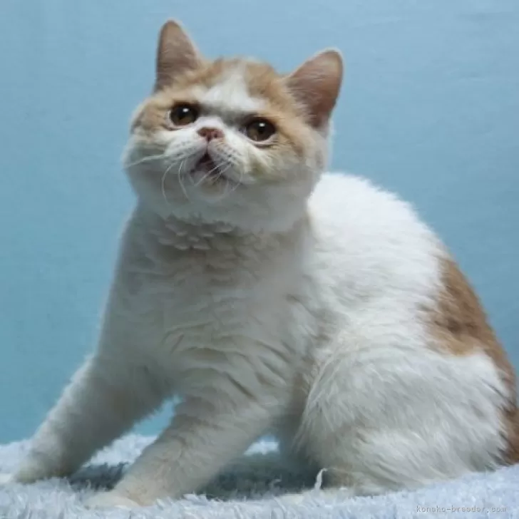 ID：2505-01264の子猫