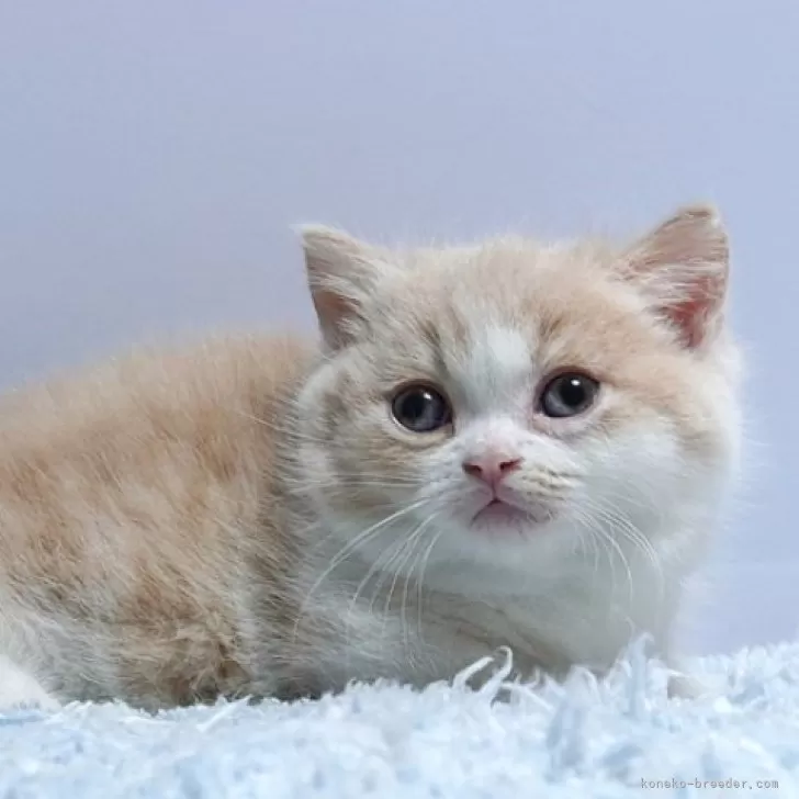 ID:2501-02531の子猫