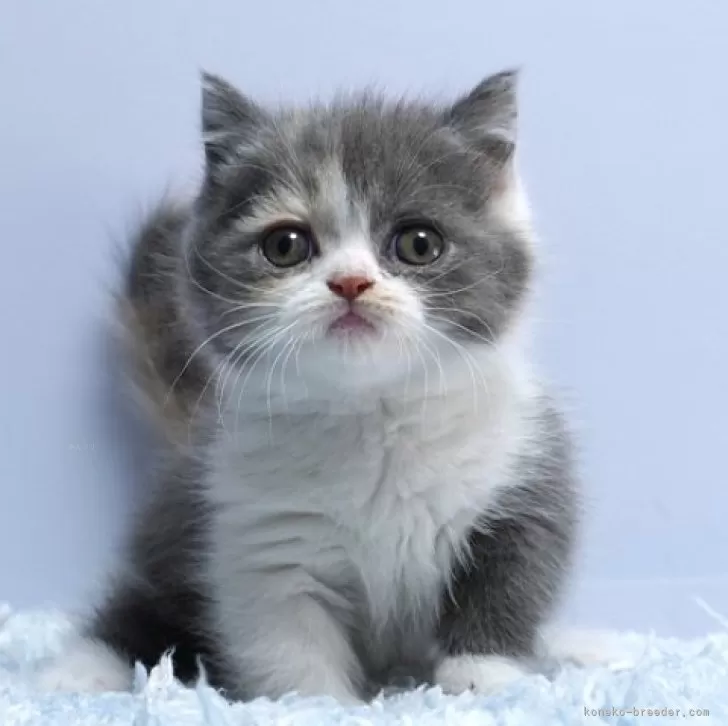 ID:2502-01265の子猫
