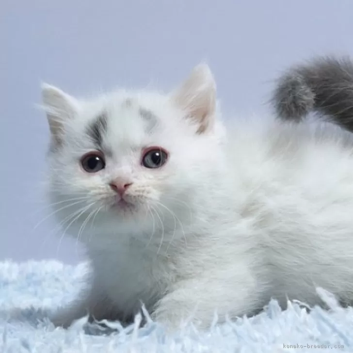 ID：2501-02604の子猫