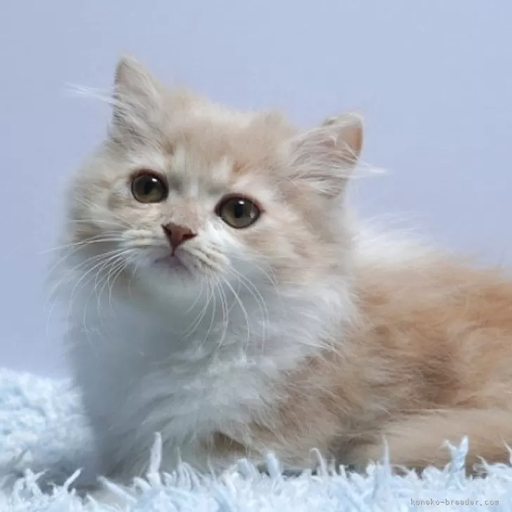 ID:2501-02534の子猫