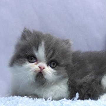 ミヌエット(短足)【群馬県・男の子・2025年10月15日・ブルー&ホワイト】の写真「短足ミヌエットの男の子　人気のブルー＆ホワイト」