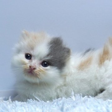 ミヌエット(短足)【群馬県・女の子・2025年9月23日・ダイリュートキャリコ】の写真「短足ミヌエットの女の子 希少ダイリュートキャリコ」