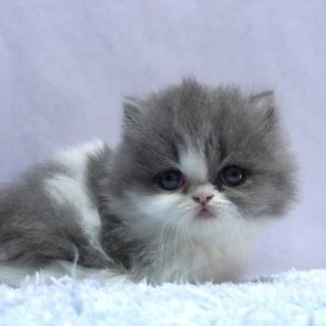 ミヌエット(短足)【群馬県・女の子・2025年10月15日・ブルー&ホワイト】の写真「短足ミヌエットの女の子　人気のブルー＆ホワイト」