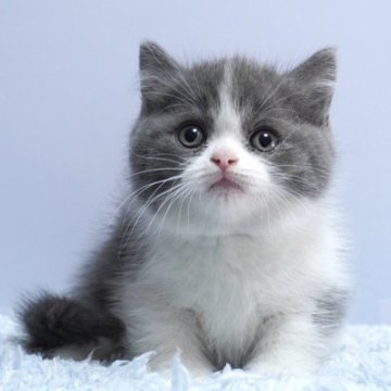 ミヌエット(短足)【群馬県・男の子・2025年1月17日・ブルー&ホワイト】の写真「短足ミヌエットの男の子　人気のブルー＆ホワイト」