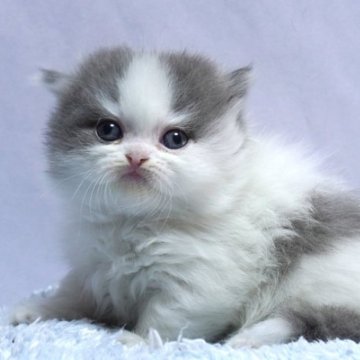 ミヌエット(短足)【群馬県・女の子・2025年10月16日・ブルー&ホワイト】の写真「短足ミヌエットの女の子　人気のブルー＆ホワイト」