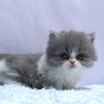 ミヌエット(短足)【群馬県・女の子・2025年10月15日・ブルー&ホワイト】の写真「短足ミヌエットの女の子　人気のブルー＆ホワイト」