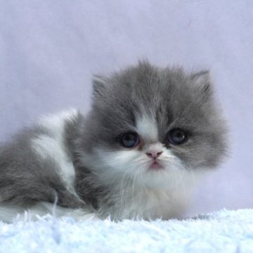 ミヌエット(短足)【群馬県・女の子・2025年10月15日・ブルー&ホワイト】の写真「短足ミヌエットの女の子　人気のブルー＆ホワイト」