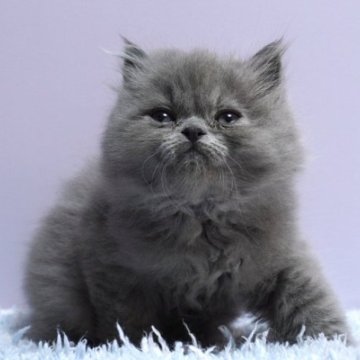 ミヌエット(長足)【群馬県・男の子・2025年10月16日・ブルー】の写真「普通足ミヌエットの男の子　人気のブルー」