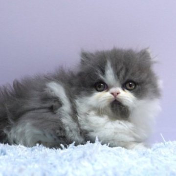 ミヌエット(短足)【群馬県・男の子・2025年10月15日・ブルー&ホワイト】の写真「短足ミヌエットの男の子　人気のブルー＆ホワイト」