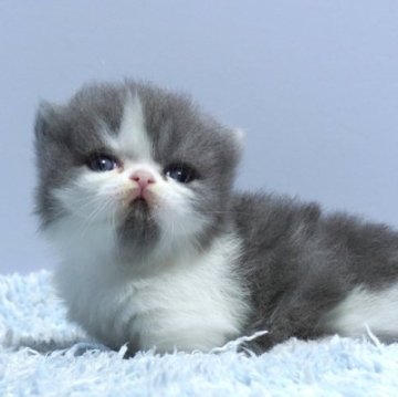 ミヌエット(短足)【群馬県・男の子・2025年10月15日・ブルー&ホワイト】の写真「短足ミヌエットの男の子　人気のブルー＆ホワイト」