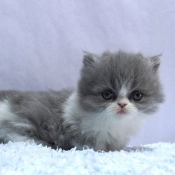 ミヌエット(短足)【群馬県・女の子・2025年10月15日・ブルー&ホワイト】の写真「短足ミヌエットの女の子　人気のブルー＆ホワイト」