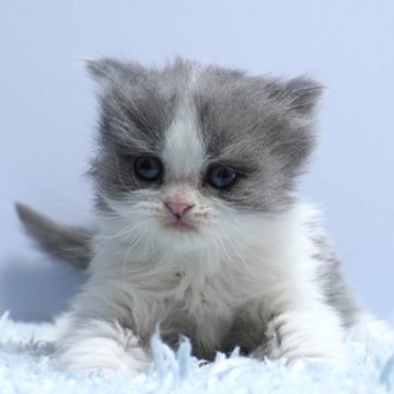 ミヌエット(長足)【群馬県・女の子・2025年2月8日・ブルー&ホワイト】の写真「普通足ミヌエットの女の子　人気のブルー＆ホワイト」