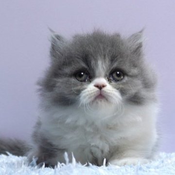 ミヌエット(短足)【群馬県・女の子・2025年10月15日・ブルー&ホワイト】の写真「短足ミヌエットの女の子　人気のブルー＆ホワイト」