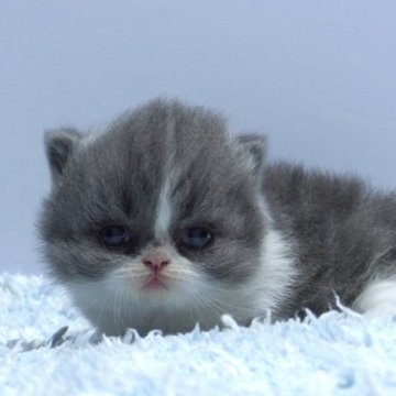 ミヌエット(短足)【群馬県・男の子・2025年10月15日・ブルー&ホワイト】の写真「短足ミヌエットの男の子　人気のブルー＆ホワイト」