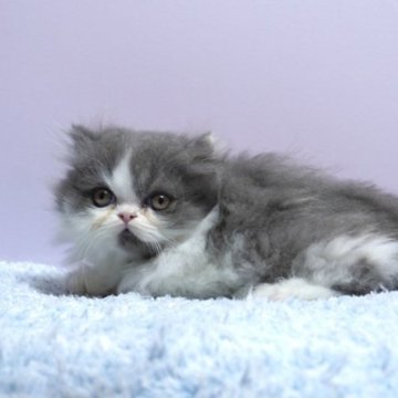 ミヌエット(短足)【群馬県・男の子・2025年10月15日・ブルー&ホワイト】の写真「短足ミヌエットの男の子　人気のブルー＆ホワイト」