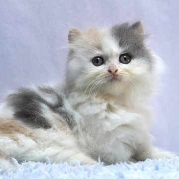 ミヌエット(短足)【群馬県・女の子・2025年9月23日・ダイリュートキャリコ】の写真「短足ミヌエットの女の子　希少ダイリュートキャリコ」