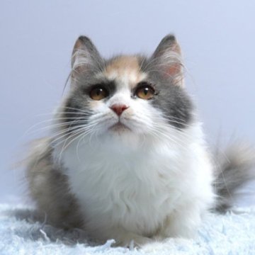 ミヌエット(長足)【群馬県・女の子・2024年9月6日・ダイリュートキャリコ】の写真「普通足ミヌエットの女の子　希少ダイリュートキャリコ」