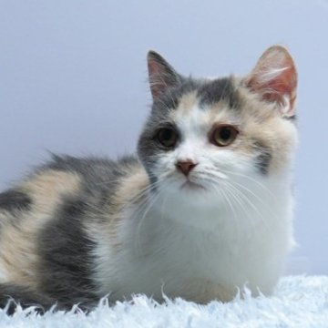 ミヌエット(短足)【群馬県・女の子・2025年1月7日・ダイリュートキャリコ】の写真「短足ミヌエットの女の子　希少ダイリュートキャリコ」