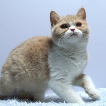 ミヌエット(長足)【群馬県・男の子・2025年5月17日・クリーム&ホワイト】の写真「普通足ミヌエットの男の子　癒し系クリーム＆ホワイト」