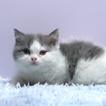 ミヌエット(短足)【群馬県・女の子・2025年10月16日・ブルー&ホワイト】の写真「短足ミヌエットの女の子　人気のブルー＆ホワイト」