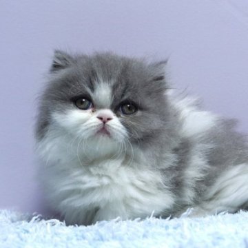 ミヌエット(短足)【群馬県・女の子・2025年10月15日・ブルー&ホワイト】の写真「短足ミヌエットの女の子　人気のブルー＆ホワイト」