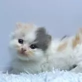 ミヌエット(短足)