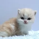 ミヌエット(長足)