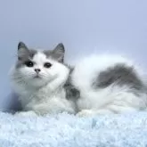 ミヌエット(短足)