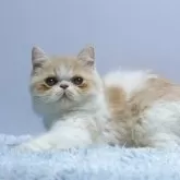 エキゾチックショートヘア