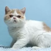 エキゾチックショートヘア